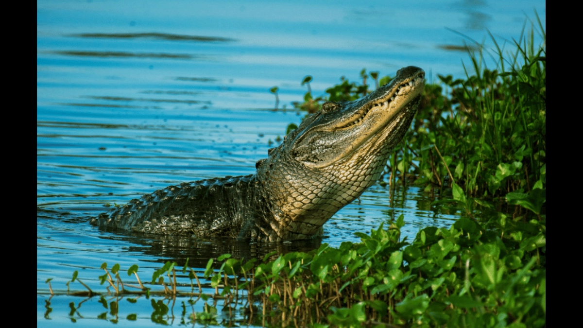 bizarre-showdown-between-man-and-aggressive-alligator-goes-viral-as-reptile-gets-punched-and-slapped-watch